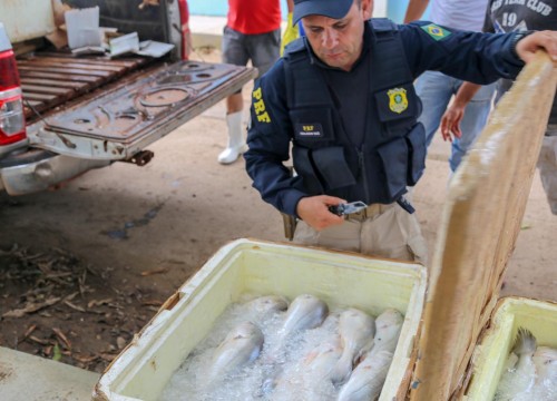 Mesa Brasil - IBAMA e PRF Destinam Apreensão De Peixe ao Programa