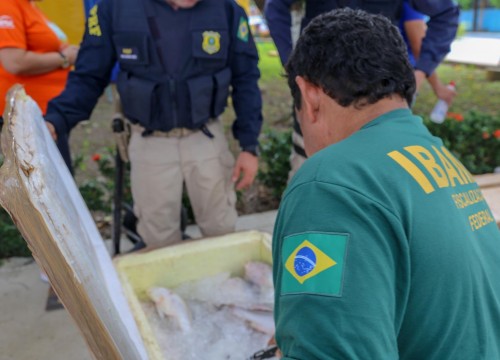 Mesa Brasil - IBAMA e PRF Destinam Apreensão De Peixe ao Programa