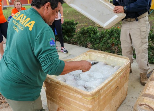 Mesa Brasil - IBAMA e PRF Destinam Apreensão De Peixe ao Programa
