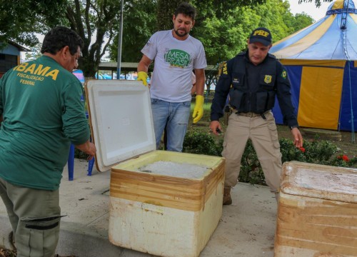 Mesa Brasil - IBAMA e PRF Destinam Apreensão De Peixe ao Programa
