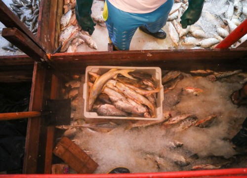 Ibama - Apreensão de peixes e doação ao Mesa Brasil
