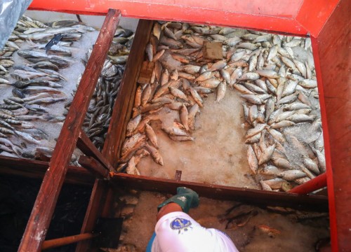 Ibama - Apreensão de peixes e doação ao Mesa Brasil