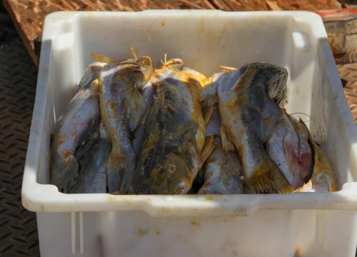 Ibama - Apreensão de peixes e doação ao Mesa Brasil
