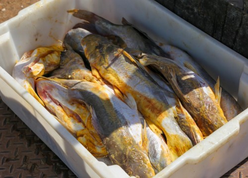 Ibama - Apreensão de peixes e doação ao Mesa Brasil