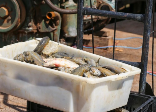 Ibama - Apreensão de peixes e doação ao Mesa Brasil