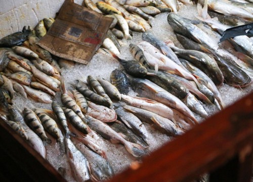 Ibama - Apreensão de peixes e doação ao Mesa Brasil