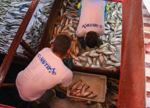 Ibama - Apreensão de peixes e doação ao Mesa Brasil
