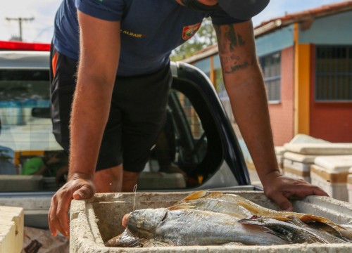 Ibama - Apreensão de peixes e doação ao Mesa Brasil
