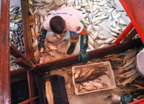 Ibama - Apreensão de peixes e doação ao Mesa Brasil