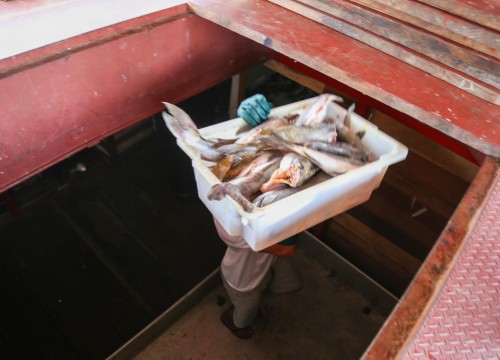 Ibama - Apreensão de peixes e doação ao Mesa Brasil