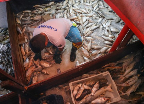 Ibama - Apreensão de peixes e doação ao Mesa Brasil