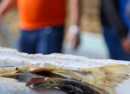 Ibama - Apreensão de peixes e doação ao Mesa Brasil