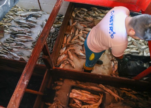 Ibama - Apreensão de peixes e doação ao Mesa Brasil
