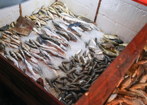 Ibama - Apreensão de peixes e doação ao Mesa Brasil