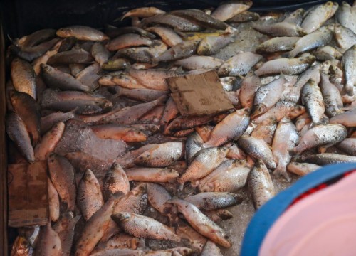 Ibama - Apreensão de peixes e doação ao Mesa Brasil