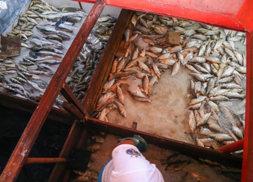 Ibama - Apreensão de peixes e doação ao Mesa Brasil