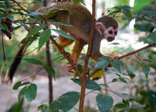 Programação de férias - Bioparque da Amazônia - 30/07