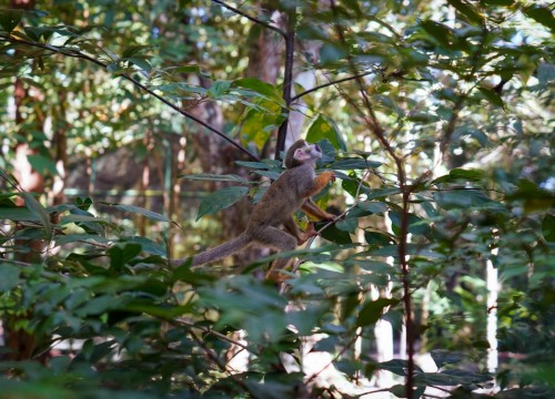 Programação de férias - Bioparque da Amazônia - 30/07