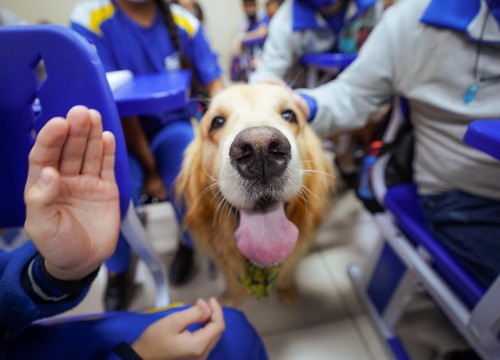 Projeto Cuidar e Adotar em um ato de Amor