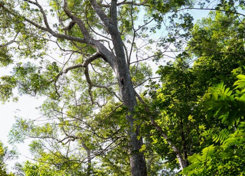 1º Encontro de Gestores 2023 - Bioparque da Amazônia 