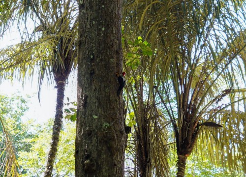 1º Encontro de Gestores 2023 - Bioparque da Amazônia 