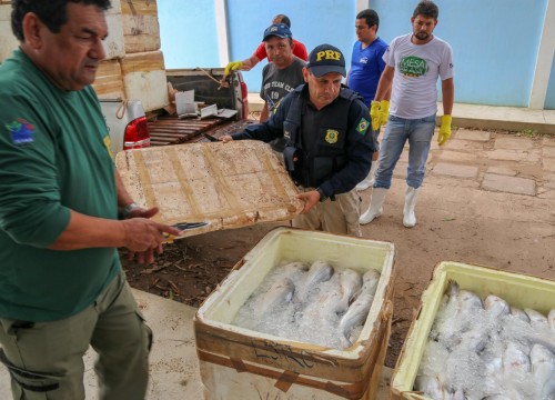 Mesa Brasil - IBAMA e PRF Destinam Apreensão De Peixe ao Programa