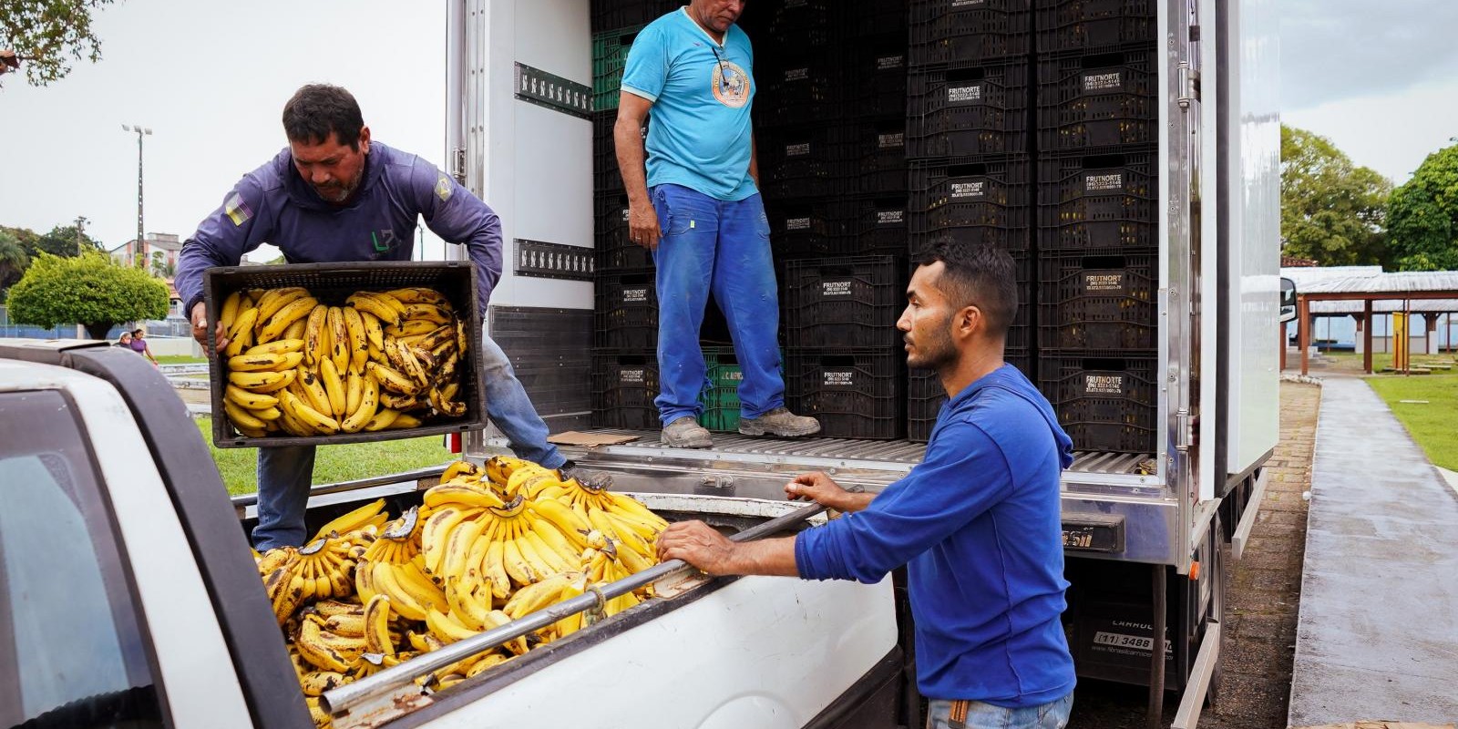 Mesa Brasil recebe doação de 18 toneladas em bananas e atende cerca de dez mil pessoas