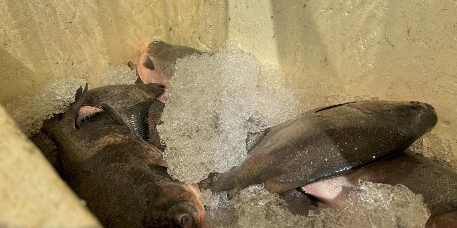 Pescado ilegal apreendido pelo Ibama foi doado para o Sesc Mesa Brasil nesta quinta-feira (25) Pescado ilegal apreendido pelo Ibama foi doado para o Sesc Mesa Brasil nesta quinta-feira (25)