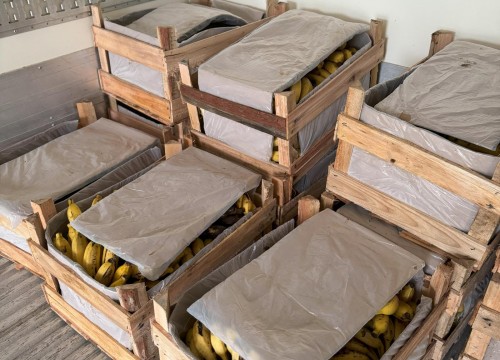 Sesc Mesa Brasil recebeu doação de 5 toneladas de banana