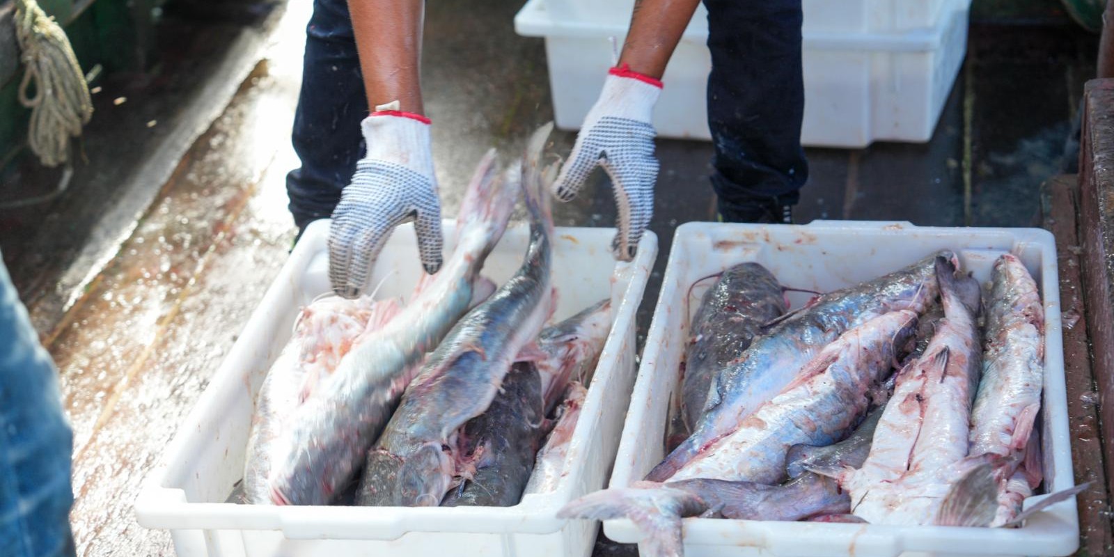 Sesc Mesa Brasil recebe doação de 5 toneladas de pescado apreendido no Amapá Sesc Mesa Brasil recebe doação de 5 toneladas de pescado apreendido no Amapá